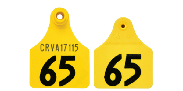 EASY_TEST_TAG_-_MAXI__LARGE_